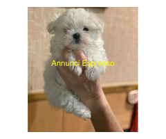 Maltipoo toy cuccioli