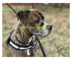 In regalo CANE METICCIO