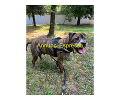 In regalo CANE METICCIO