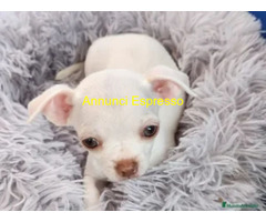 Chihuahua toy maschietto