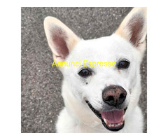 In regalo CANE METICCIO