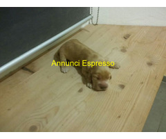 Cocker Spaniel cuccioli