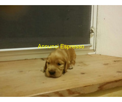 Cocker Spaniel cuccioli