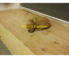 Cocker Spaniel cuccioli