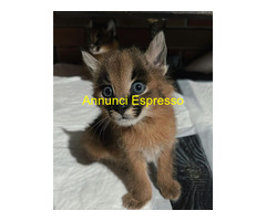 Gattino caracal disponibile