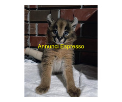 Gattino caracal disponibile