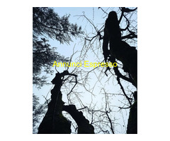 TI  UNA PRIMA CONOSCITIVA GRATUITA