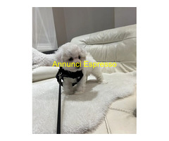 In regalo Cuccioli di Bichon Frise