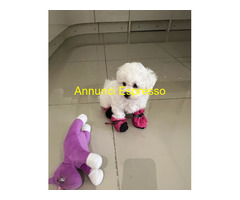 In regalo Cuccioli di Bichon Frise