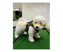 In regalo Cuccioli di Bichon Frise
