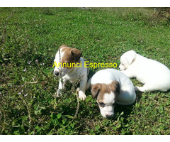Jack Russell cuccioli