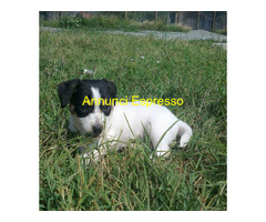 Jack Russell cuccioli