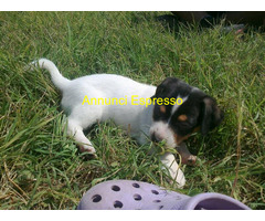 Jack Russell cuccioli