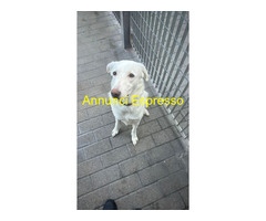 In regalo CAGNOLINA METICCIA