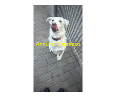 In regalo CAGNOLINA METICCIA