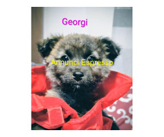 In regalo GEORGI cucciola taglia piccola