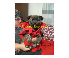 In regalo GEORGI cucciola taglia piccola