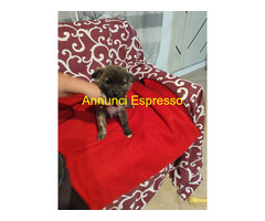 In regalo GEORGI cucciola taglia piccola