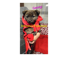 In regalo GEORGI cucciola taglia piccola