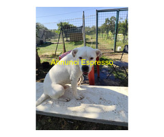 In regalo SIMBA simil Staffy