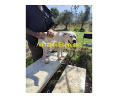 In regalo SIMBA simil Staffy