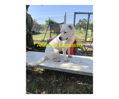 In regalo SIMBA simil Staffy