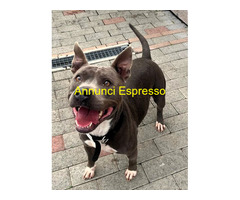 In regalo CANE METICCIO