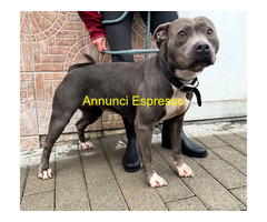 In regalo CANE METICCIO