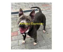 In regalo CANE METICCIO