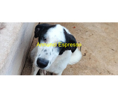 In regalo cucciolona bianco-nera