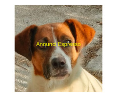 In regalo cagna bianco-marrone