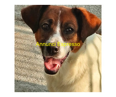 In regalo cagna bianco-marrone