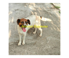 In regalo cagna bianco-marrone