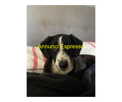 In regalo cucciolotta dolcissima