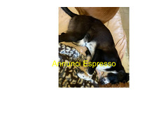 In regalo cucciolotta dolcissima