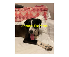 In regalo cucciolotta dolcissima