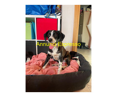 In regalo cucciolotta dolcissima