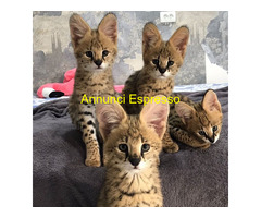 Gattino serval disponibile