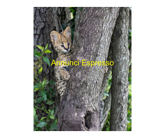Gattino serval disponibile
