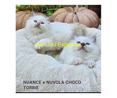 Gatto Sacro di Birmania