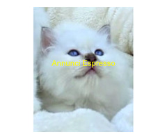 Gatto Sacro di Birmania