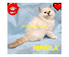 Gatto Sacro di Birmania