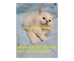 Gatto Sacro di Birmania