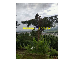 Servizi di Giardinaggio e Abbattimento Alberi