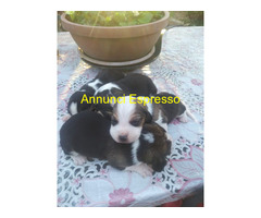 Beagle tricolore cuccioli