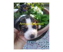 Beagle tricolore cuccioli