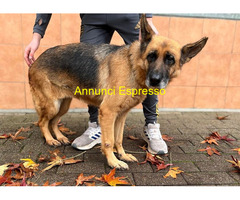 In regalo cane pastore tedesco