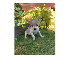 Chihuahua mini toy cucciole