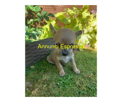 Chihuahua mini toy cucciole