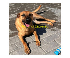 In regalo CANE METICCIO